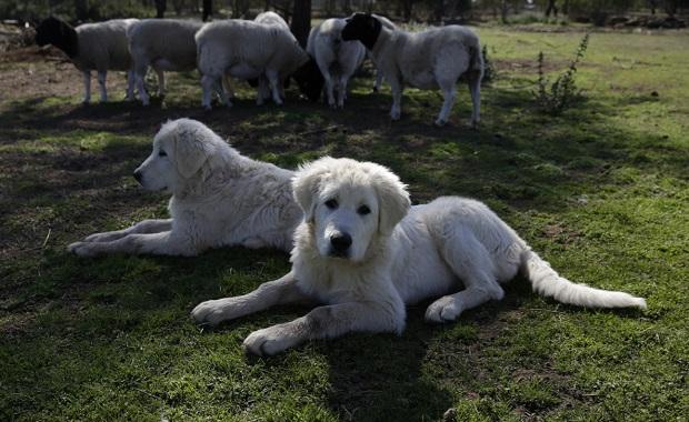 Maremma Dogs – routinedetour.com